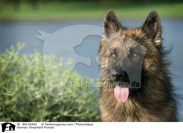 Deutscher Schferhund Portrait / German Shepherd Portrait / BS-04440