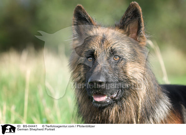 Deutscher Schferhund Portrait / German Shepherd Portrait / BS-04441