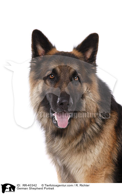 Deutscher Schferhund Portrait / German Shepherd Portrait / RR-40342