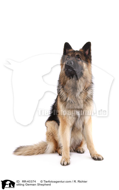 sitzender Deutscher Schferhund / sitting German Shepherd / RR-40374
