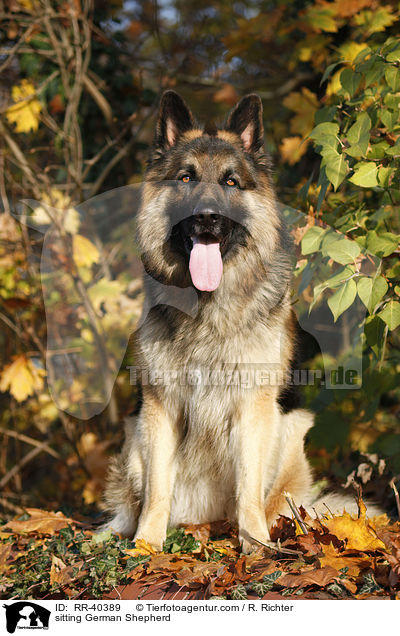 sitzender Deutscher Schferhund / sitting German Shepherd / RR-40389