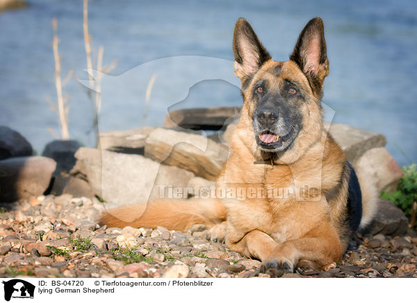 liegender Deutscher Schferhund / lying German Shepherd / BS-04720