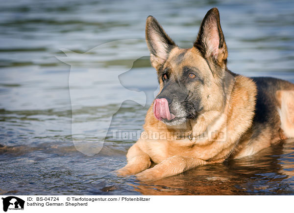 badender Deutscher Schferhund / bathing German Shepherd / BS-04724