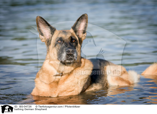 badender Deutscher Schferhund / bathing German Shepherd / BS-04726
