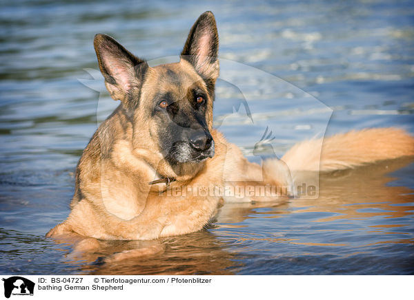 badender Deutscher Schferhund / bathing German Shepherd / BS-04727