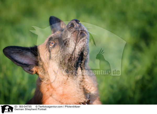 Deutscher Schferhund Portrait / German Shepherd Portrait / BS-04755