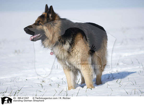 stehender Deutscher Schferhund / standing German Shepherd / RR-41097