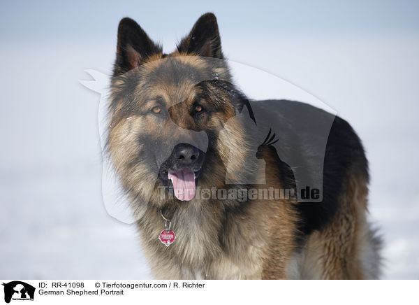 Deutscher Schferhund Portrait / German Shepherd Portrait / RR-41098