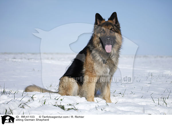 sitzender Deutscher Schferhund / sitting German Shepherd / RR-41103