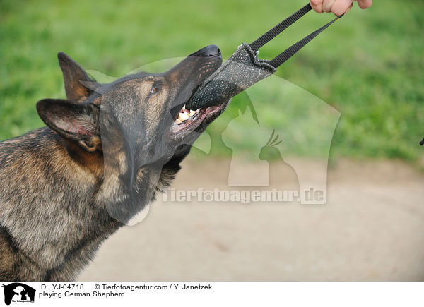 spielender Deutscher Schferhund / playing German Shepherd / YJ-04718