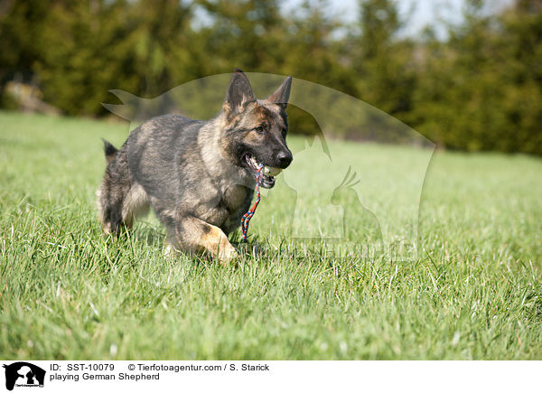 spielender Deutscher Schferhund / playing German Shepherd / SST-10079