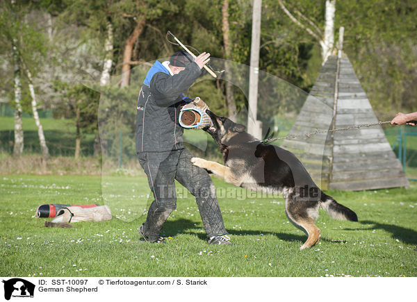 Deutscher Schferhund beim Schutzdiensttraining / German Shepherd / SST-10097