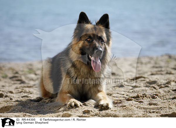 liegender Deutscher Schferhund / lying German Shepherd / RR-44395