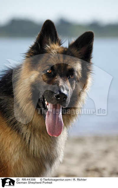 Deutscher Schferhund Portrait / German Shepherd Portrait / RR-44398
