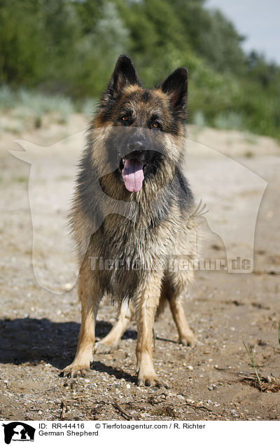 Deutscher Schferhund / German Shepherd / RR-44416