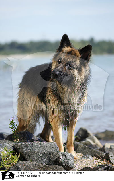 Deutscher Schferhund / German Shepherd / RR-44423