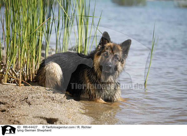 liegender Deutscher Schferhund / lying German Shepherd / RR-44427