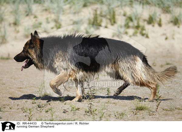 rennender Deutscher Schferhund / running German Shepherd / RR-44433