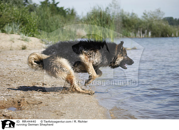 rennender Deutscher Schferhund / running German Shepherd / RR-44440
