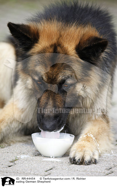 fressender Deutscher Schferhund / eating German Shepherd / RR-44454