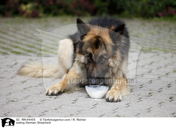 fressender Deutscher Schferhund / eating German Shepherd / RR-44455
