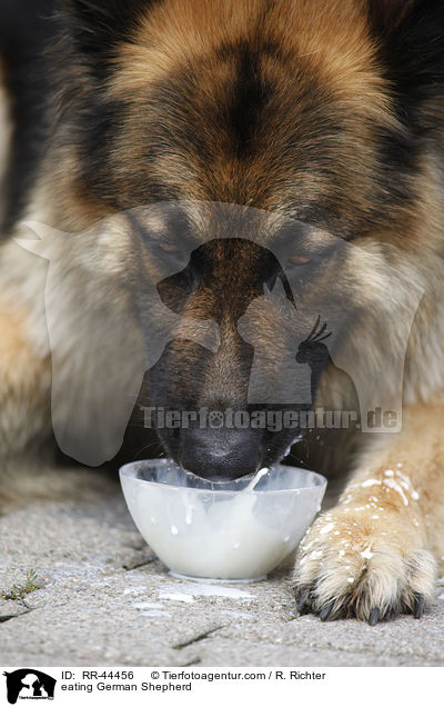 fressender Deutscher Schferhund / eating German Shepherd / RR-44456