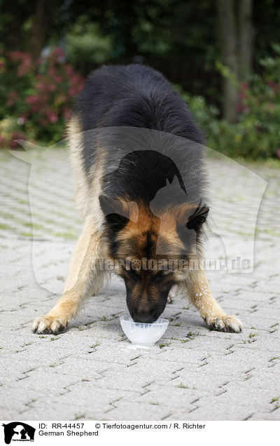 Deutscher Schferhund / German Shepherd / RR-44457