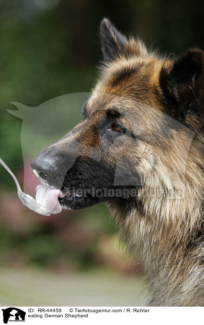 fressender Deutscher Schferhund / eating German Shepherd / RR-44459