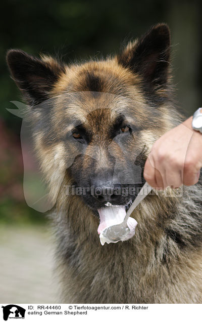 fressender Deutscher Schferhund / eating German Shepherd / RR-44460