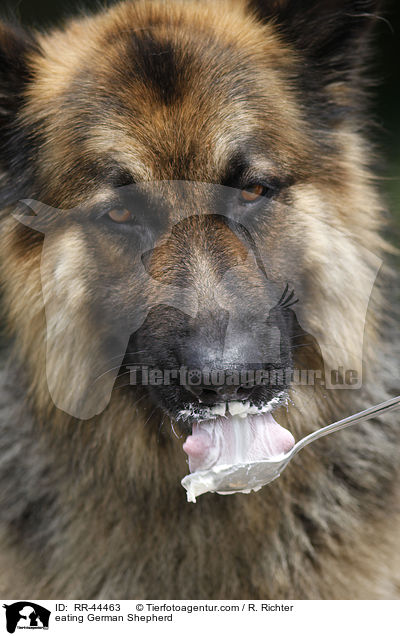 fressender Deutscher Schferhund / eating German Shepherd / RR-44463