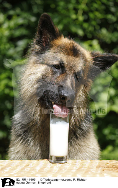 fressender Deutscher Schferhund / eating German Shepherd / RR-44465