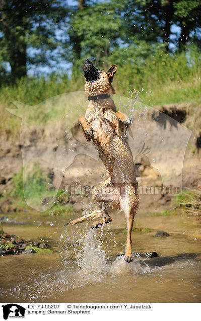 jumping German Shepherd / YJ-05207