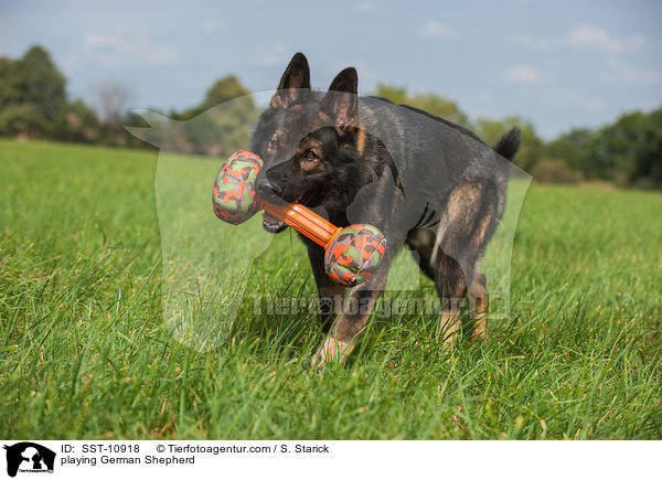 spielender Deutscher Schferhund / playing German Shepherd / SST-10918