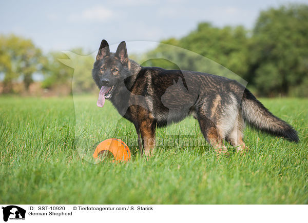 Deutscher Schferhund / German Shepherd / SST-10920