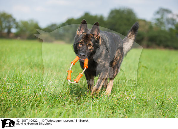 spielender Deutscher Schferhund / playing German Shepherd / SST-10922