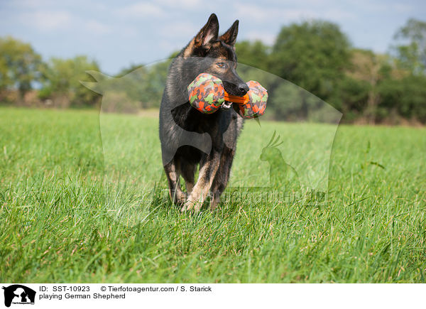 spielender Deutscher Schferhund / playing German Shepherd / SST-10923