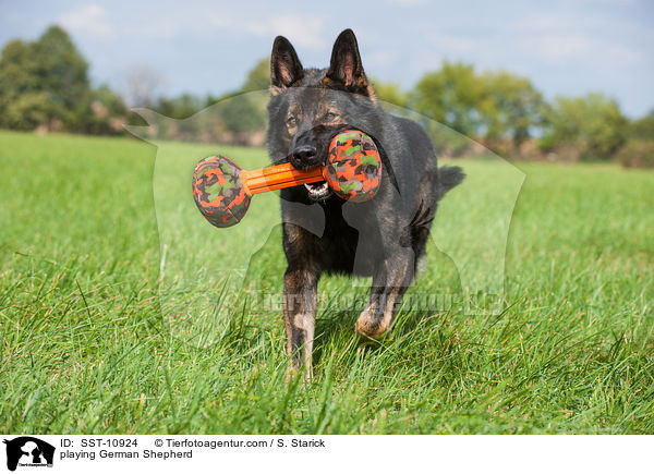 spielender Deutscher Schferhund / playing German Shepherd / SST-10924