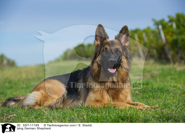 liegender Deutscher Schferhund / lying German Shepherd / SST-11189