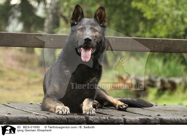 liegender Deutscher Schferhund / lying German Shepherd / BES-01690
