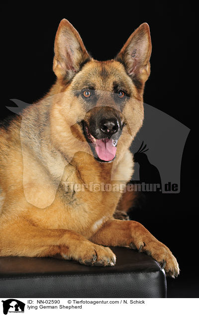 liegender Deutscher Schferhund / lying German Shepherd / NN-02590
