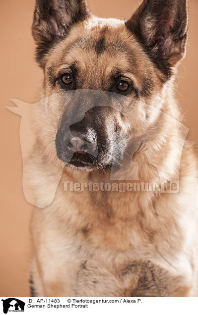 Deutscher Schferhund Portrait / German Shepherd Portrait / AP-11483