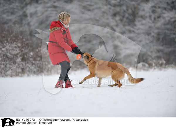 spielender Deutscher Schferhund / playing German Shepherd / YJ-05972
