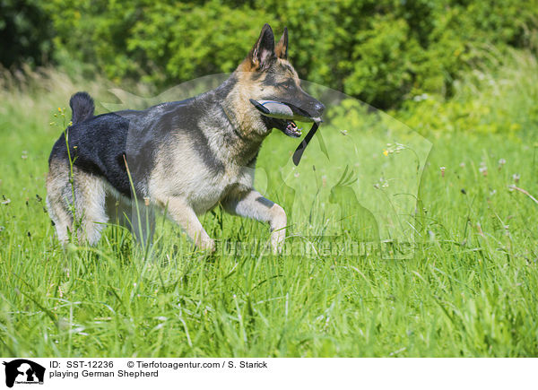 spielender Deutscher Schferhund / playing German Shepherd / SST-12236