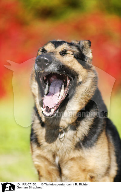 Deutscher Sch�ferhund / German Shepherd / RR-57150