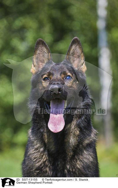 Deutscher Schferhund Portrait / German Shepherd Portrait / SST-13155