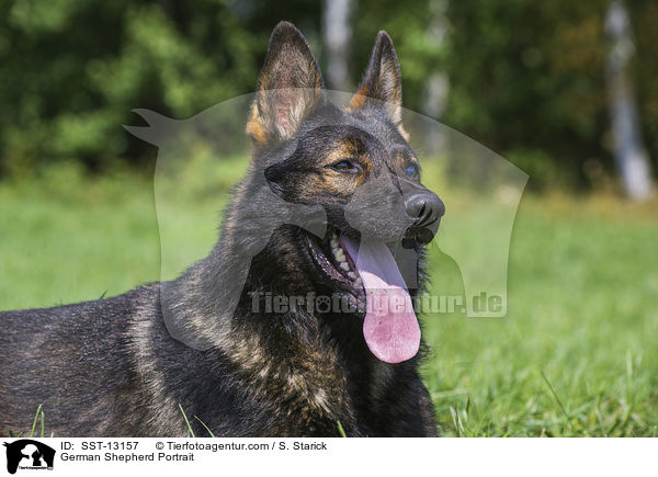 Deutscher Schferhund Portrait / German Shepherd Portrait / SST-13157