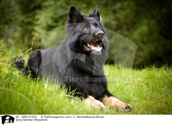 liegender Deutscher Schferhund / lying German Shepherd / CDE-01233