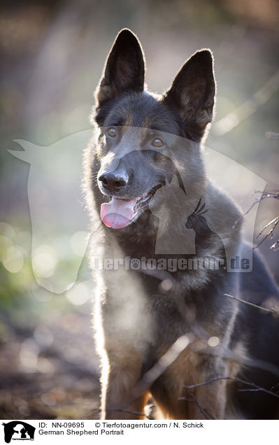 Deutscher Schferhund Portrait / German Shepherd Portrait / NN-09695