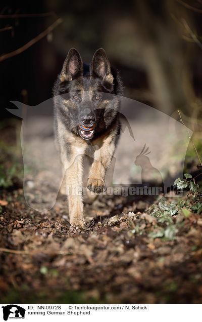 rennender Deutscher Schferhund / running German Shepherd / NN-09728