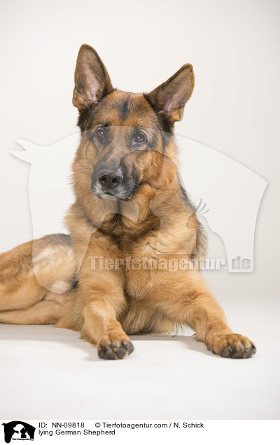 liegender Deutscher Sch�ferhund / lying German Shepherd / NN-09818